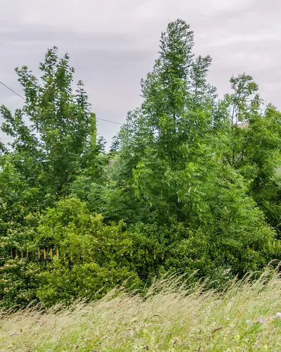 Skulptur aus goldenen Stahl in Form eines Zauns der einen Gewächs einzäunt